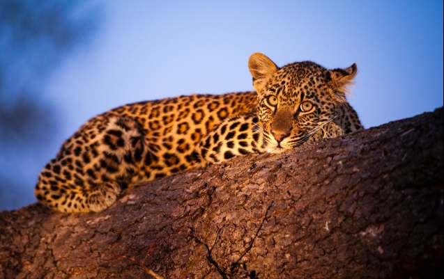 Young leopard at sunset