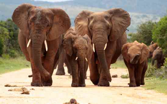 Vaccines for Travel to Africa: Recommended Vaccinations for African Safari Trips