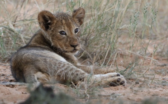 The Predator Trap: the plight of canned lions in Africa & how to help
