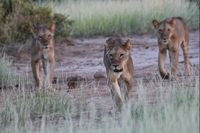 Samburu lions hunting