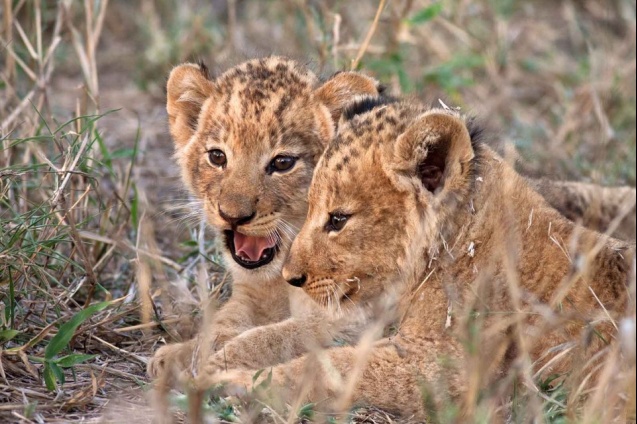 Lion cubs in Kruger, South Africa