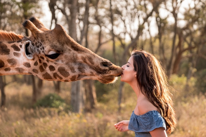 Friendly giraffes at Giraffe Manor