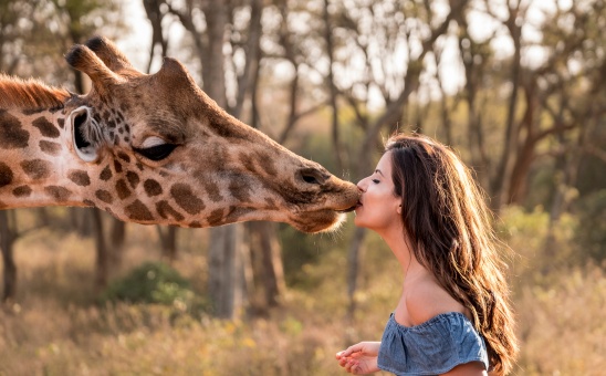 Hang out with giraffes at Giraffe Manor in Nairobi, Kenya