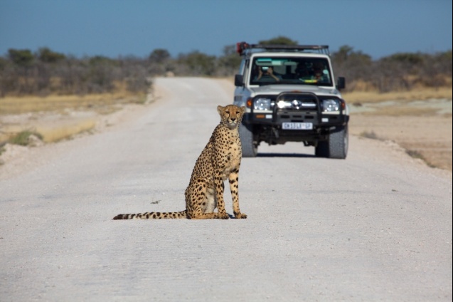 Cheetah, Etosha
