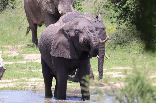 Okavango Delta elephant