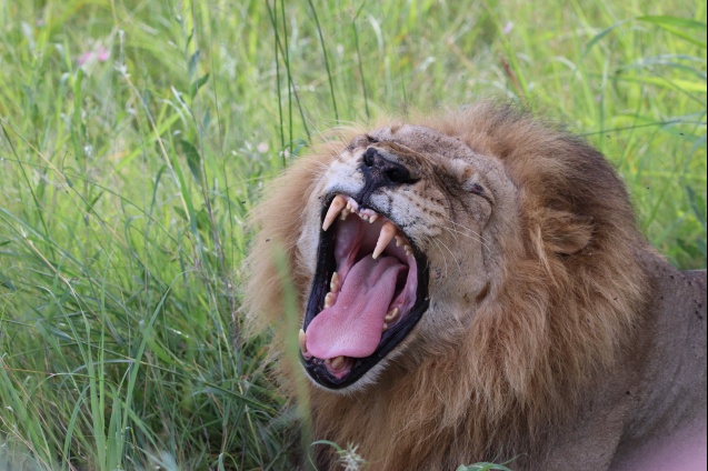 Lion, Okavango Delta safari