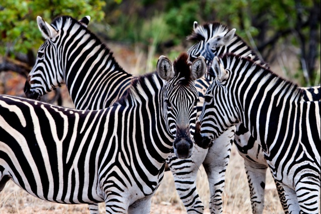 Botswana safari, zebras