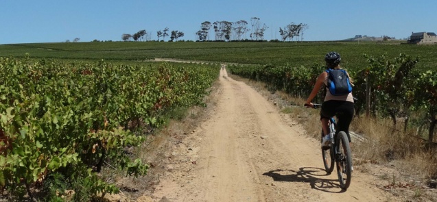 Bikes n Wine