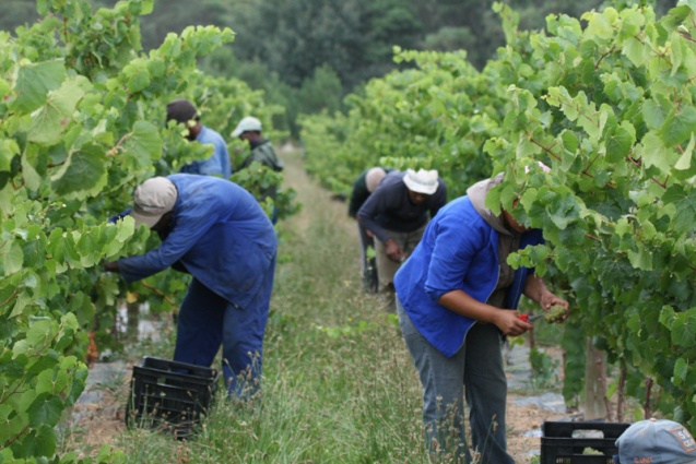 Chardonnay picking