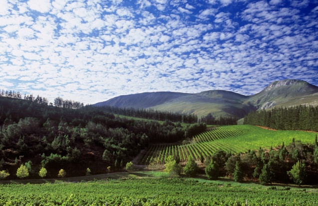 Elgin Winelands