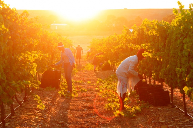 Elim vineyards
