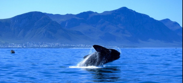 Hermanus whale watching hotspot