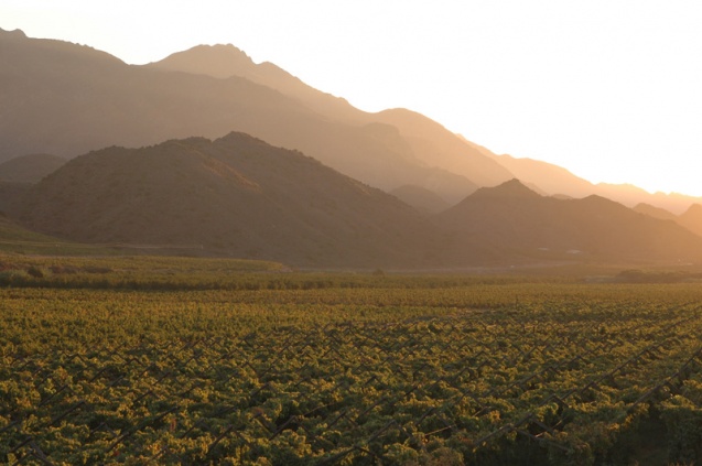 Klein Karoo vineyards