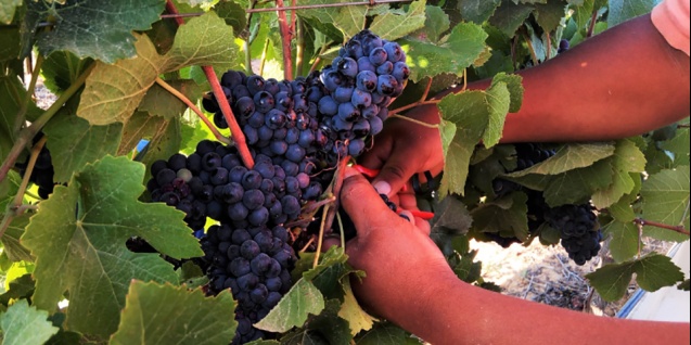 Stellar grape picking