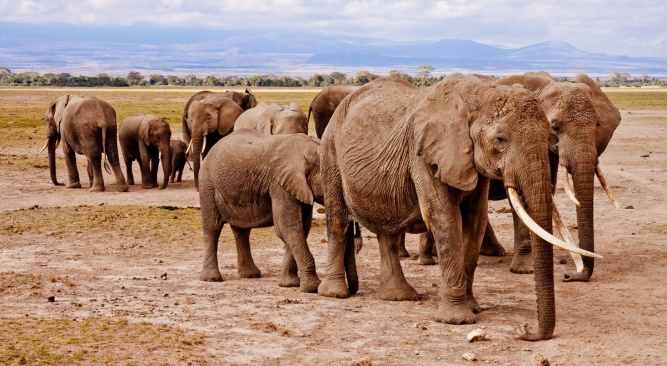 Amboseli elephants