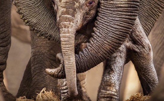 The Last Elephants & how to help save elephants in Africa