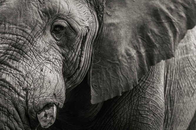 Tuskers elephant closeup