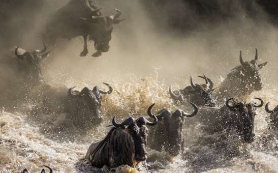 Safari In Kenya or Tanzania? Which Is Better?