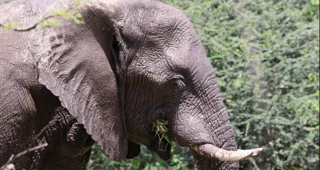 Elephant African safari