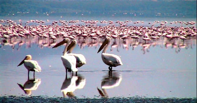 Flamingos at Lake Nakuru, Kenya