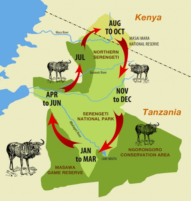 Wildebeest migration route