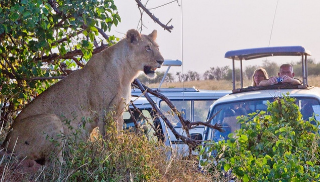 African lion safari
