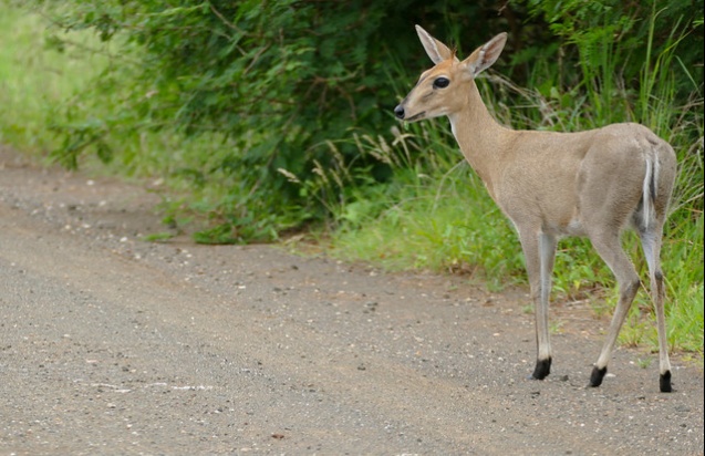 Kruger safari guide, duiker