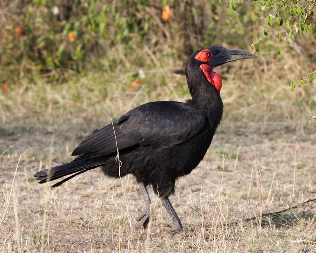 Southern ground hornbill in Kruger