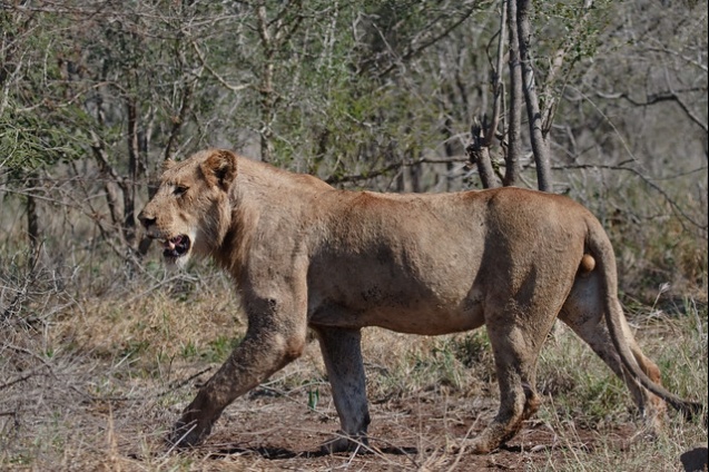 Lion hunting in Kruger National Park