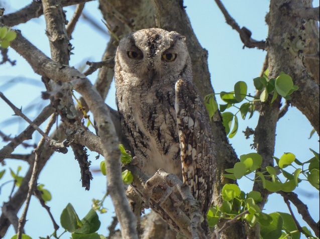 African scops owl