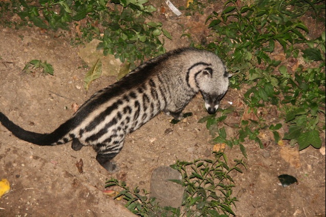 Civet in Africa, Kruger game