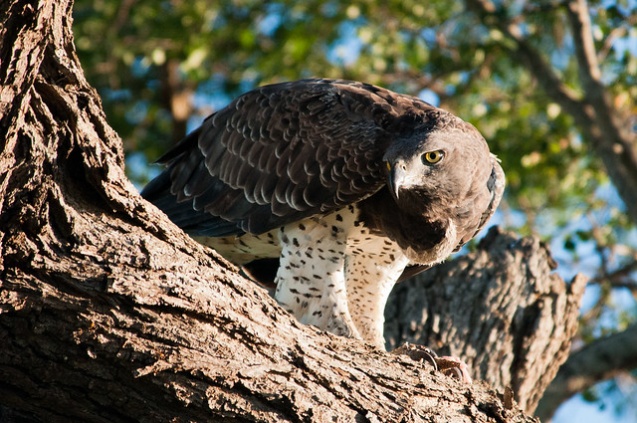 Marial Eagle in Kruger National Park