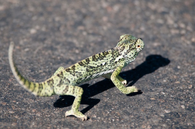 Chameleon in Kruger Park
