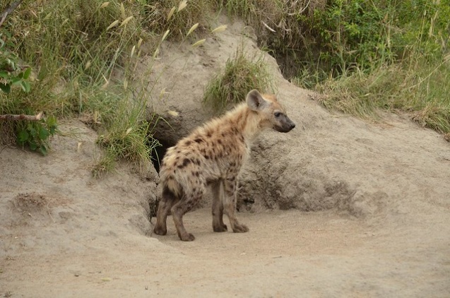 Kruger National Park hyena