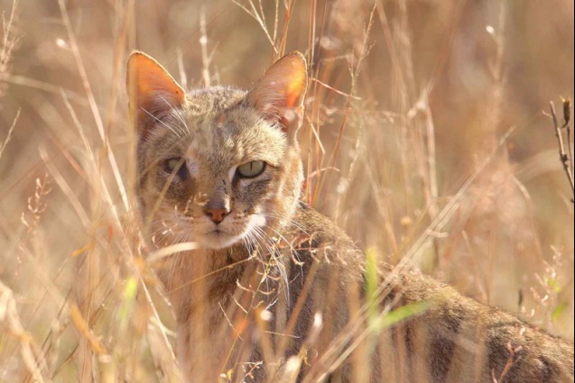 African wild cat, South Africa