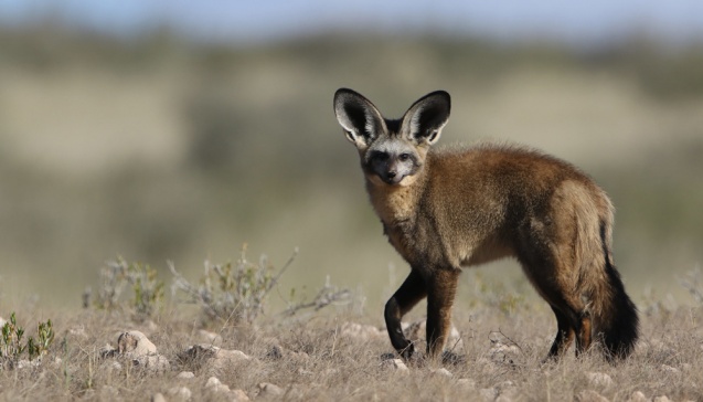 Bat-eared fox in South Africa
