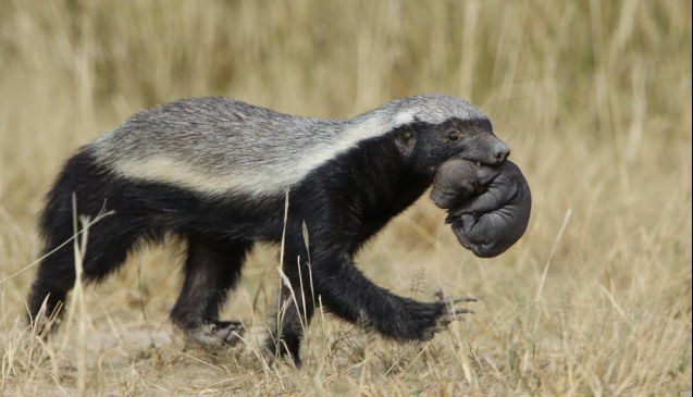 Honey badger in South Africa