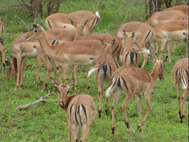 Impala, Kruger safari