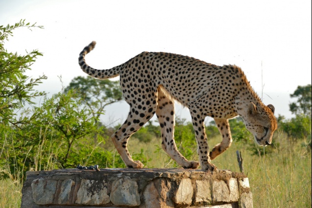 Kruger safari cheetah