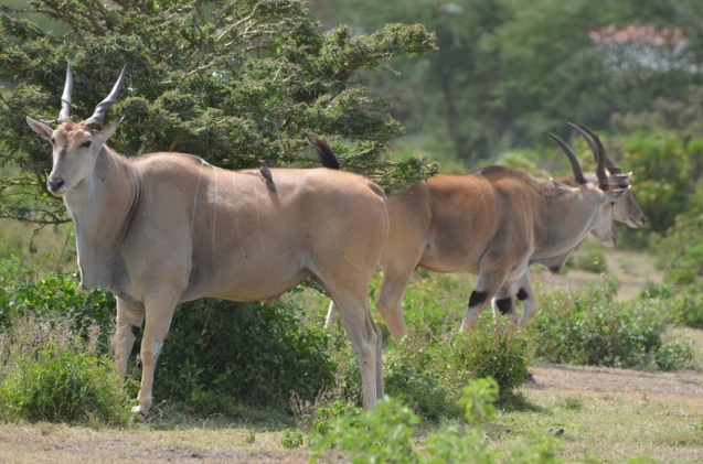 Kruger National Park eland