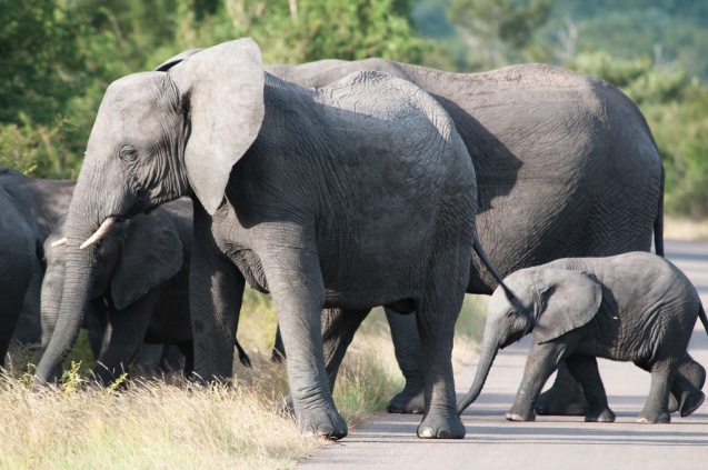 Kruger National Park elephants
