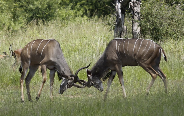 Kruger National Park kudus