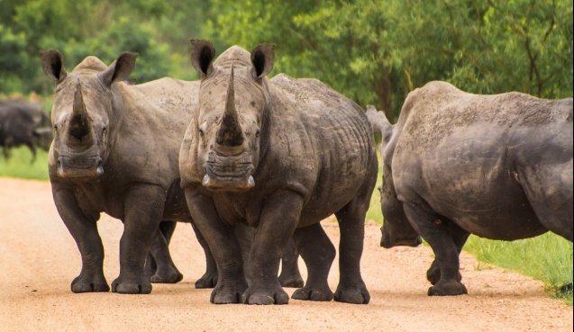 Kruger safari rhinos