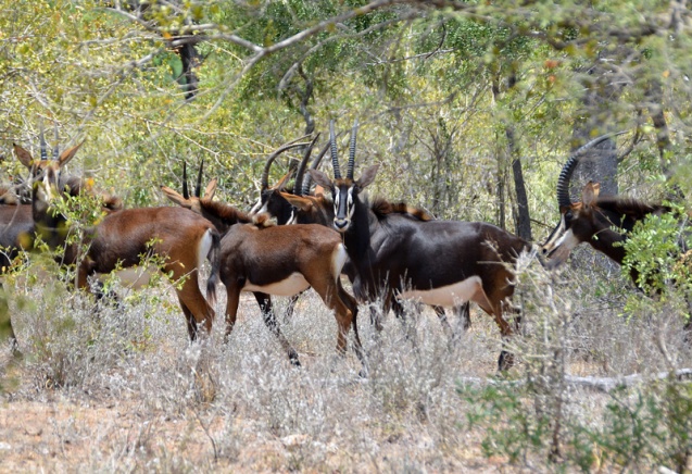 Kruger sable antelopes