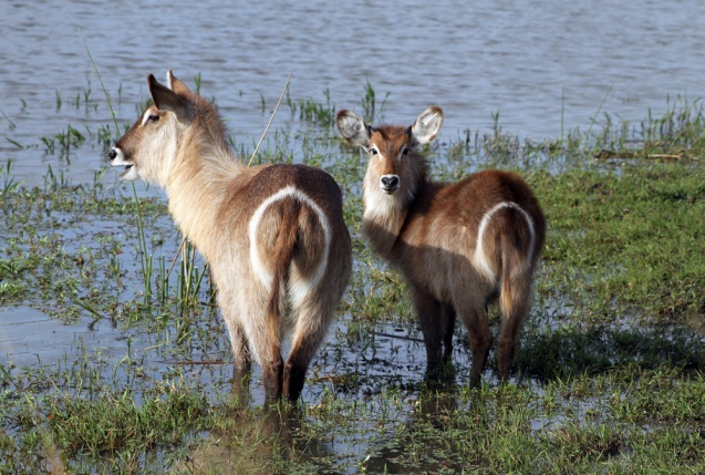 Kruger safari, waterbuck