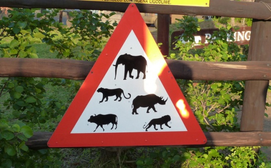 The Big Kruger Game Viewing Guide: Kruger National Park Safari Tips