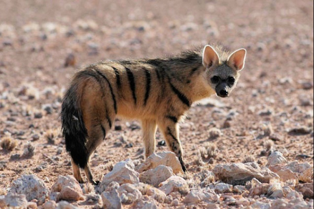 Aardwolf in the wild