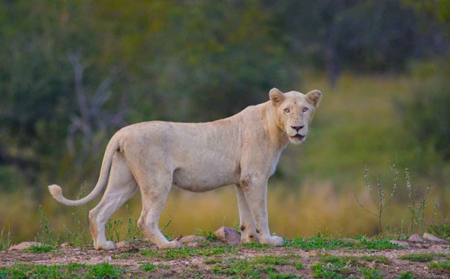 White lioness in Kruger National Park