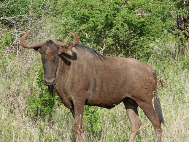 Wildebeest in Kruger National Park