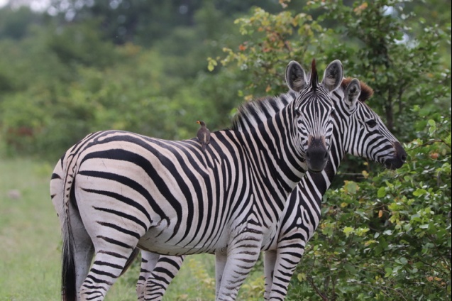 Kruger National Park zebras